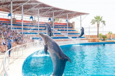 Dolphin show alanya