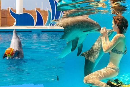 Dolphin swim inotul cu delfinii alanya